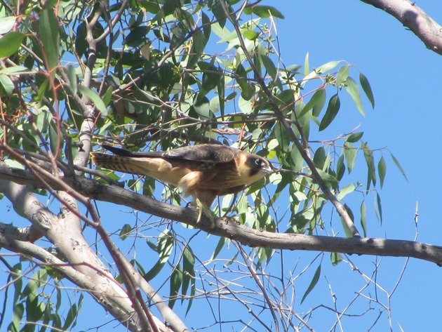 Australian Hobby