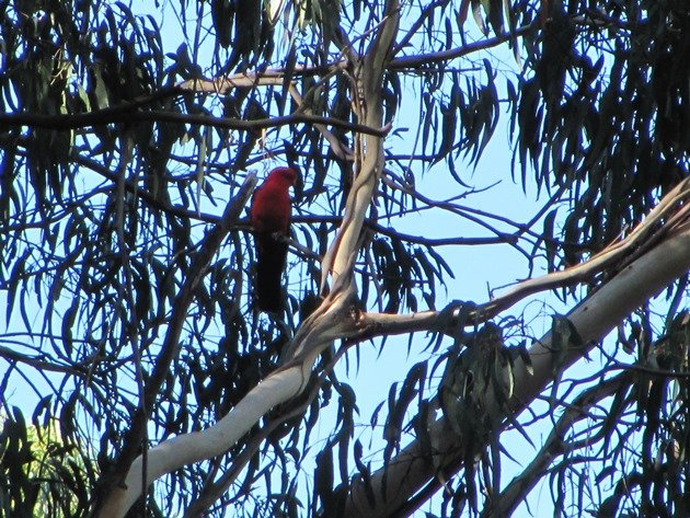 Australian King-Parrot