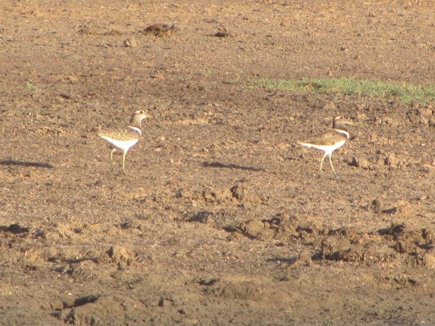 Australian Painted Snipe (10)