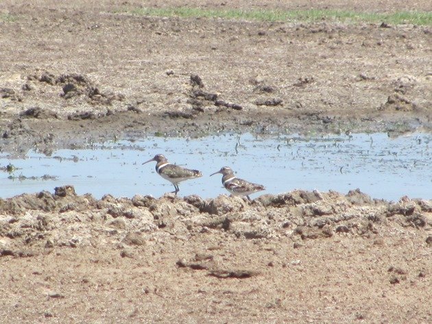 Australian Painted Snipe (2)