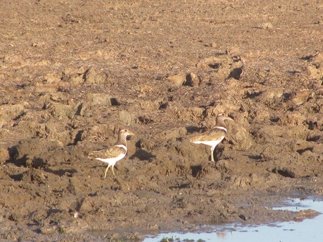 Australian Painted Snipe (4)