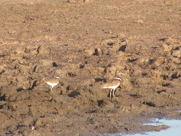 Australian Painted Snipe (5)