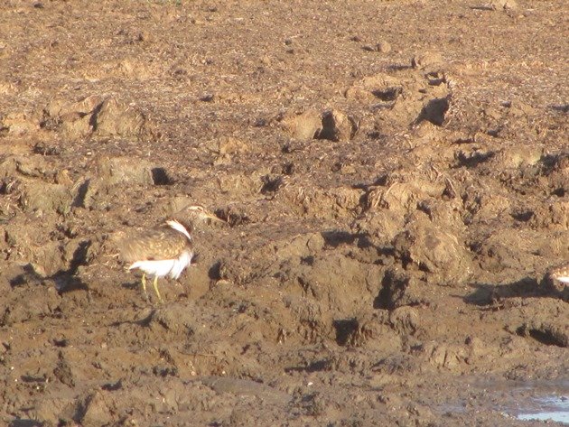 Australian Painted Snipe (6)