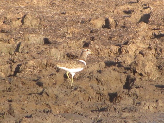 Australian Painted Snipe (7)