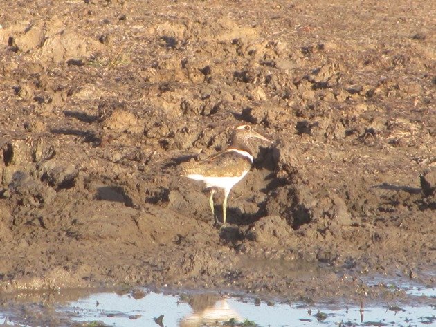 Australian Painted Snipe (8)