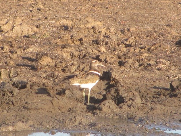 Australian Painted Snipe (9)