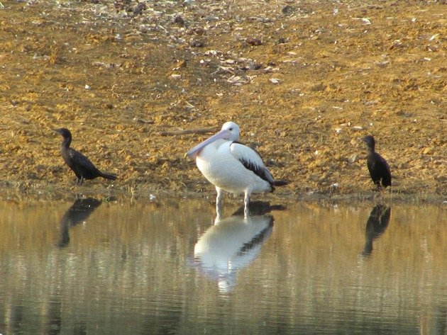 Australian Pelican & Little Black Cormorants