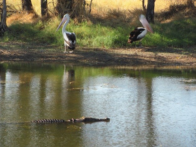 Australian Pelican & crocodile