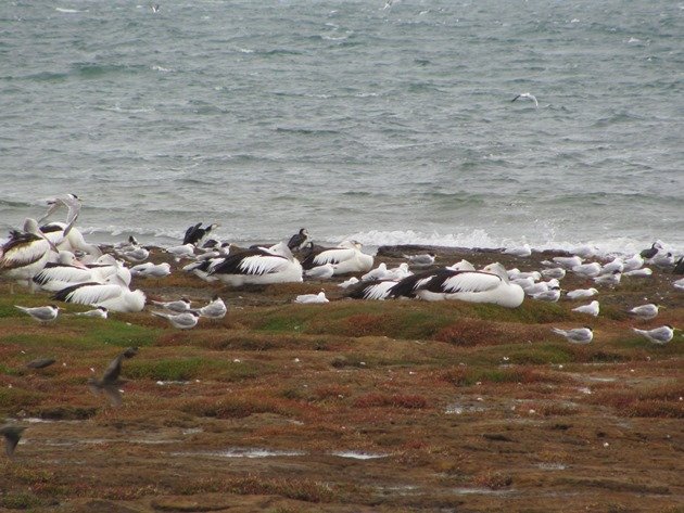 Australian Pelican,Silver Gulls,Crested Terns,Little Pied Cormorants & Starlings