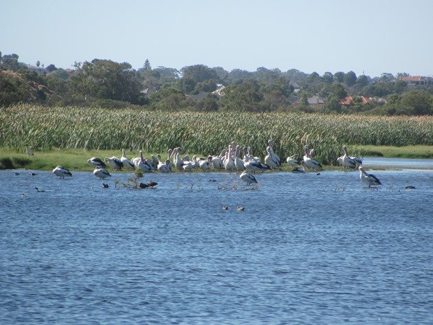 Australian Pelicans