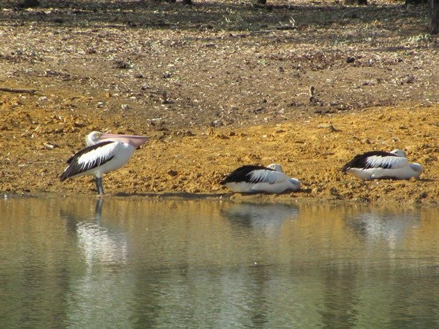 Australian Pelicans