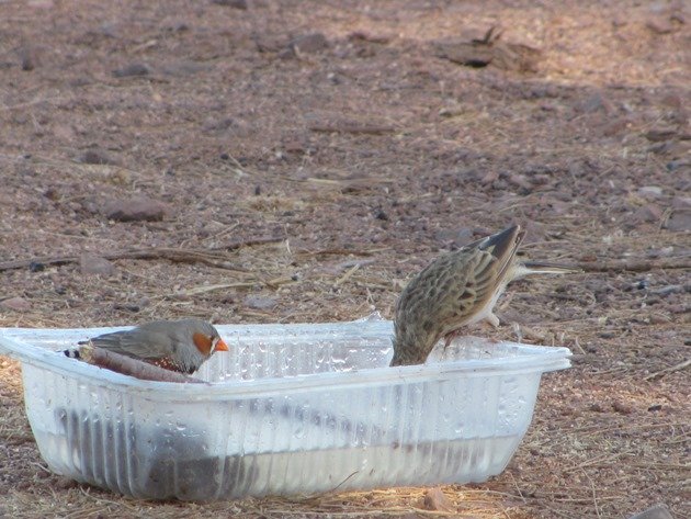 Australian Pipit and Zebra Finch (2)