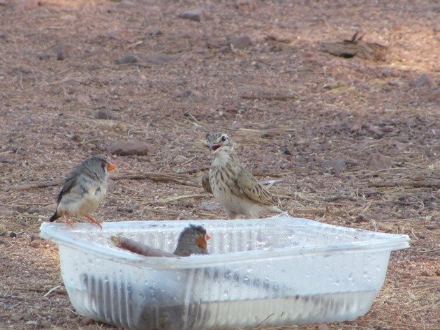 Australian Pipit and Zebra Finch (3)