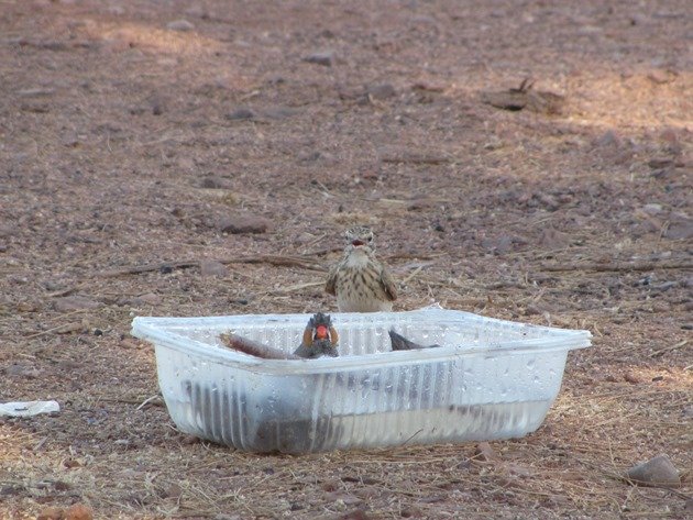 Australian Pipit and Zebra Finch (4)