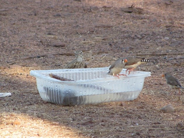 Australian Pipit and Zebra Finch