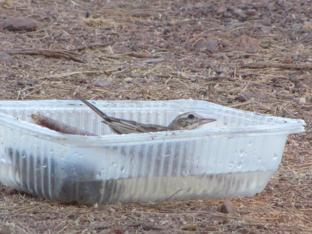 Australian Pipit