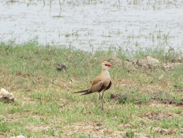 Australian Pratincole