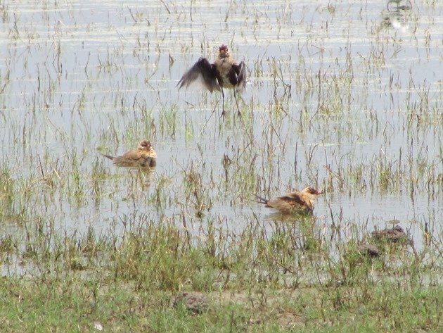 Australian Pratincoles cooling off (2)