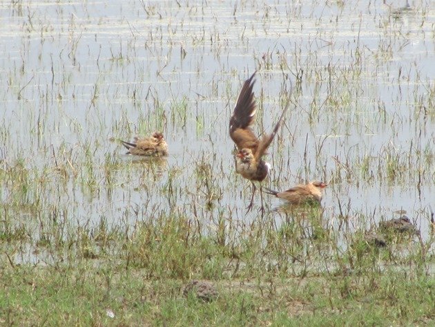 Australian Pratincoles cooling off (3)