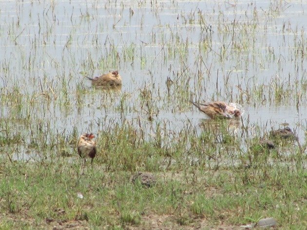 Australian Pratincoles cooling off