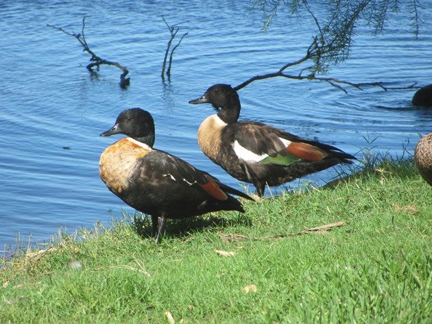 Australian Shelduck