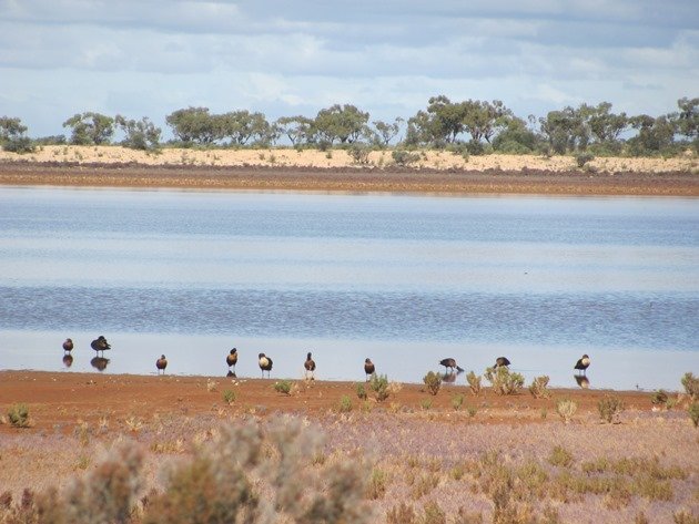 Australian Shelducks