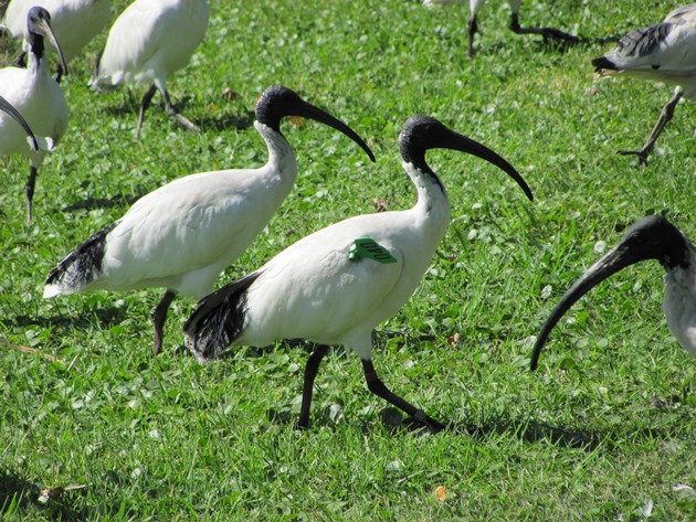 Australian White Ibis