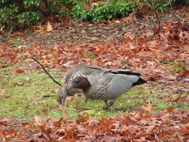 Australian Wood Duck