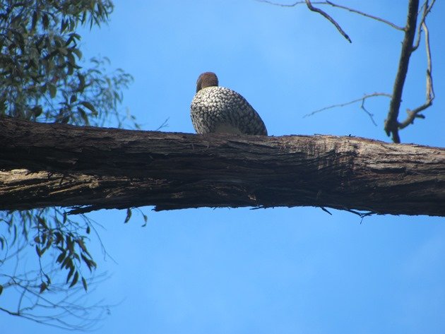 Australian Wood Duck