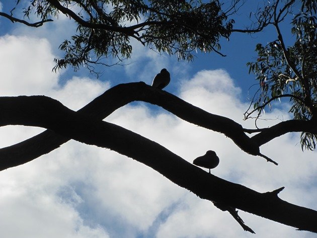 Australian Wood Ducks