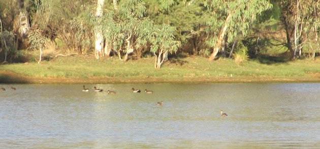Australian Wood Ducks,Grey Teal and Austrlasian Grebe
