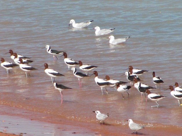 Avocet, Stilt & Silver Gulls (2)