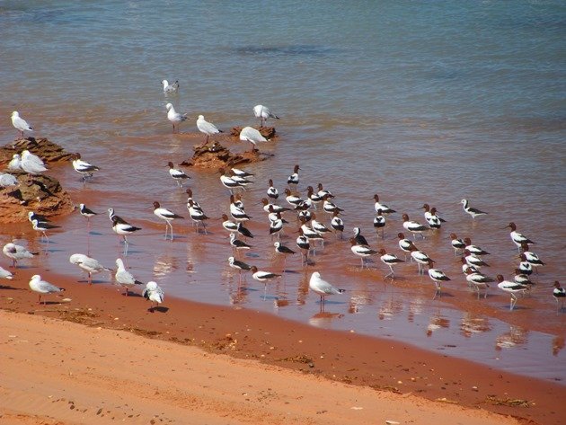 Avocet, Stilt & Silver Gulls (3)