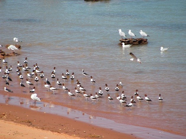 Avocet, Stilt & Silver Gulls (4)