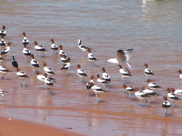 Avocet, Stilt & Silver Gulls (5)