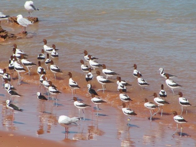 Avocet, Stilt & Silver Gulls (6)