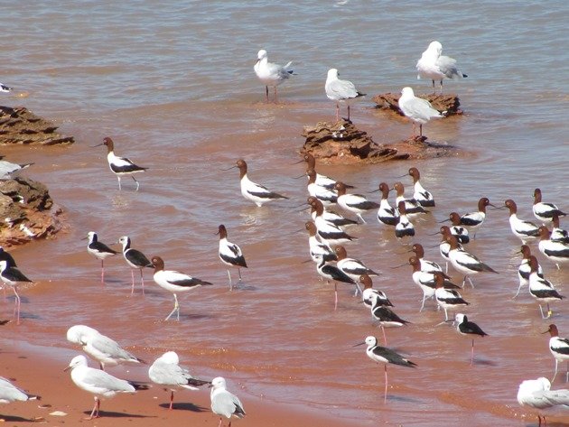 Avocet, Stilt & Silver Gulls (7)