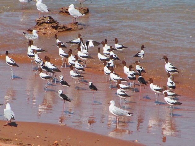 Avocet, Stilt & Silver Gulls (8)