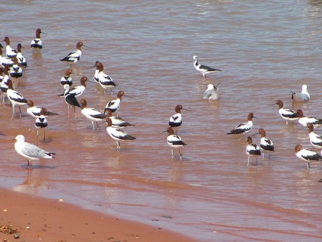 Avocet, Stilt & Silver Gulls (9)