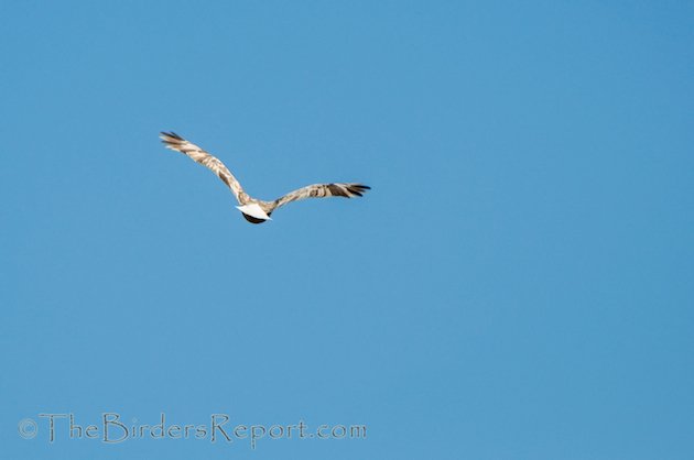 Bald Eagle Leucistic