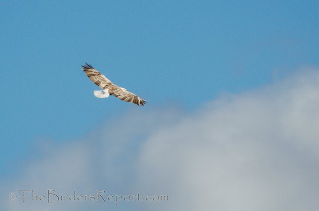 Bald Eagle Leucistic