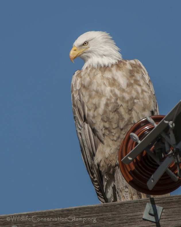 Bald Eagle Leucistic