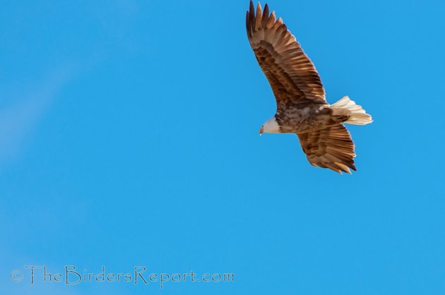 Bald Eagle Leucistic