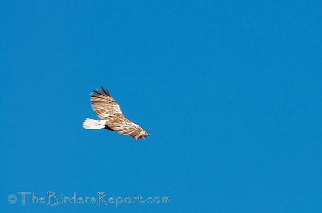 Bald Eagle Leucistic