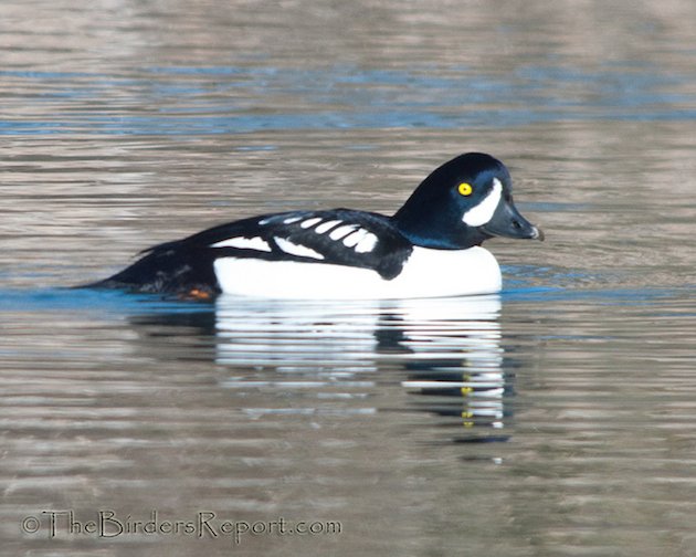 Barrow's Goldeneye Drake