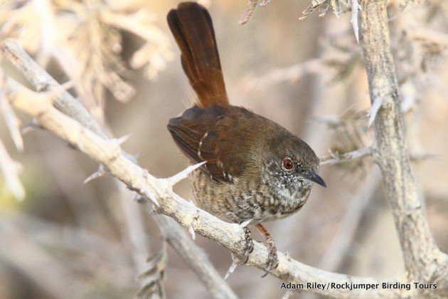 Barred Wren Babbler Adam Riley