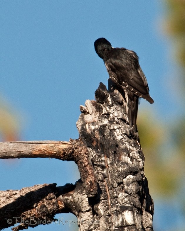 Black-backed Woodpecker Male