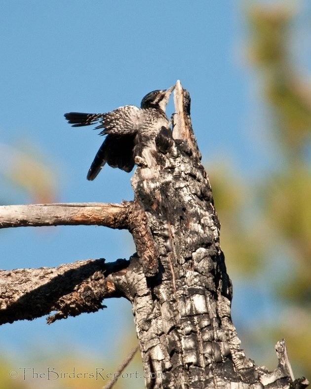 Black-backed Woodpecker Male