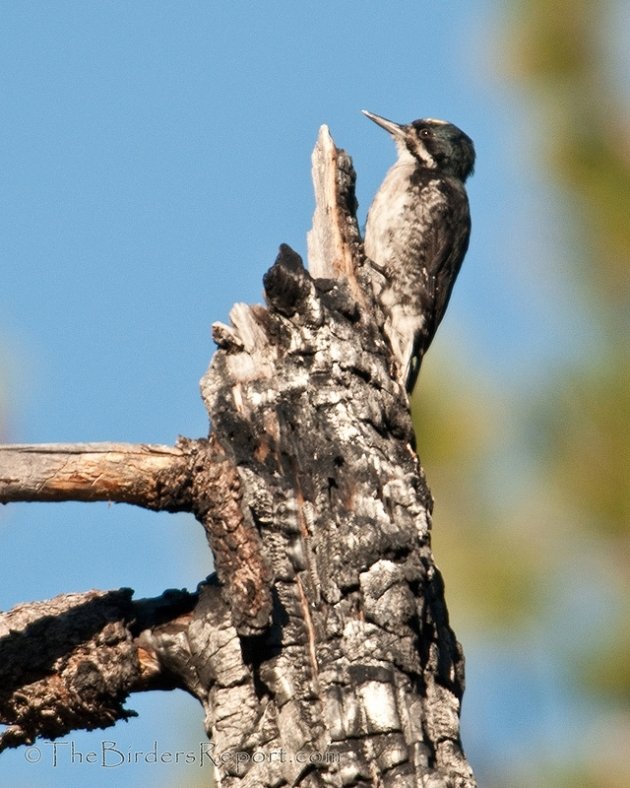 Black-backed Woodpecker