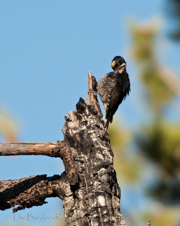 Black-backed Woodpecker